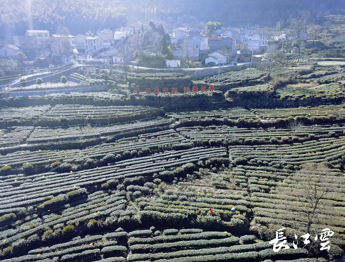 黄冈麻城市龟山镇磨子山村茶文化产业园里,3000余亩茶园已经披上了