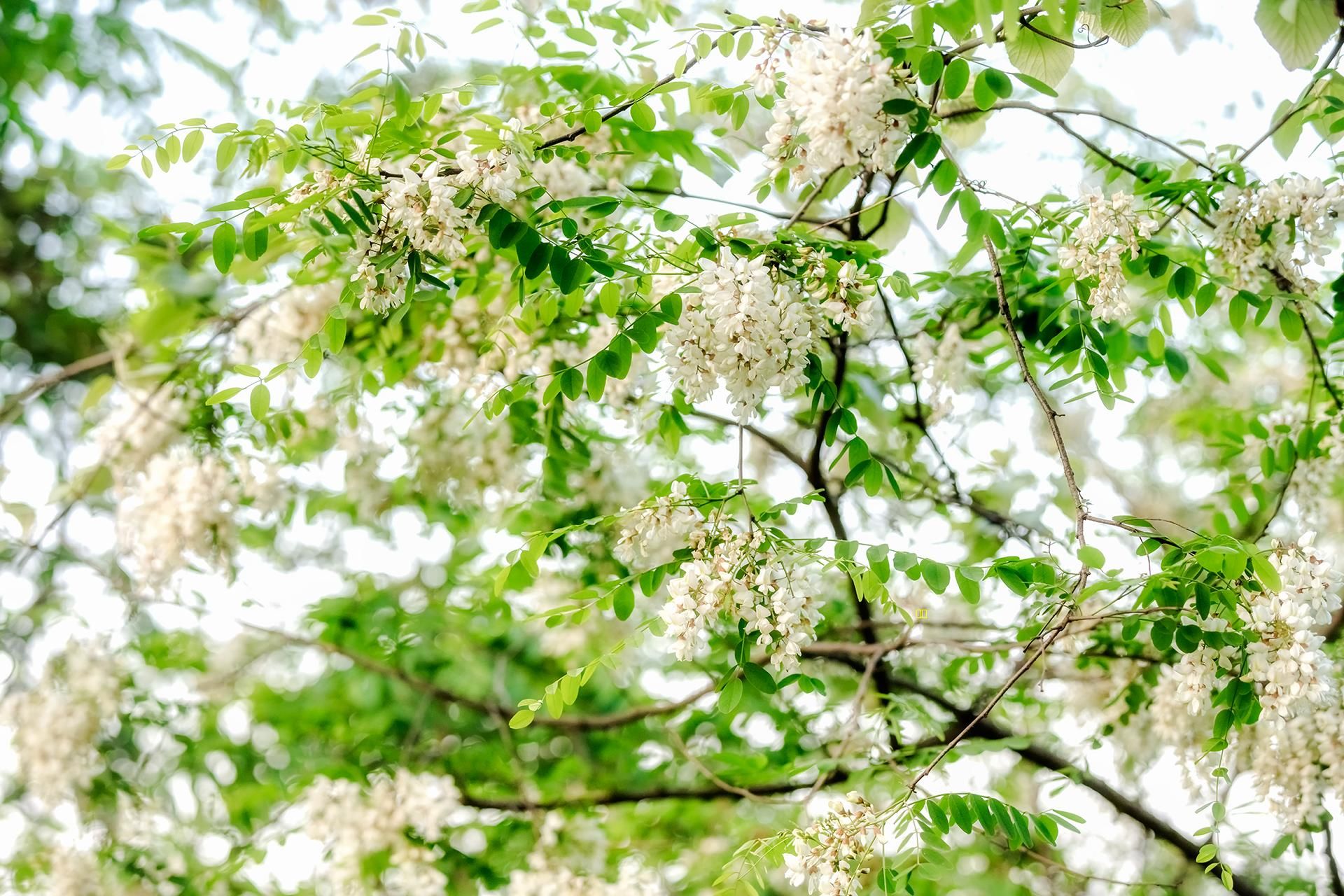 人间四月槐花香