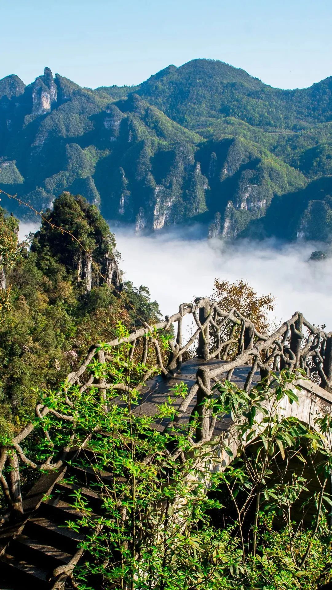 春来茶山千行绿来湖北茶旅融合景区品一杯新茶
