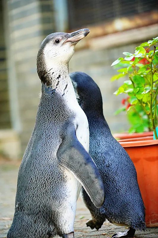 在企鹅保育员无微不至悉心照料下,它们健康的长大,憨厚可爱.