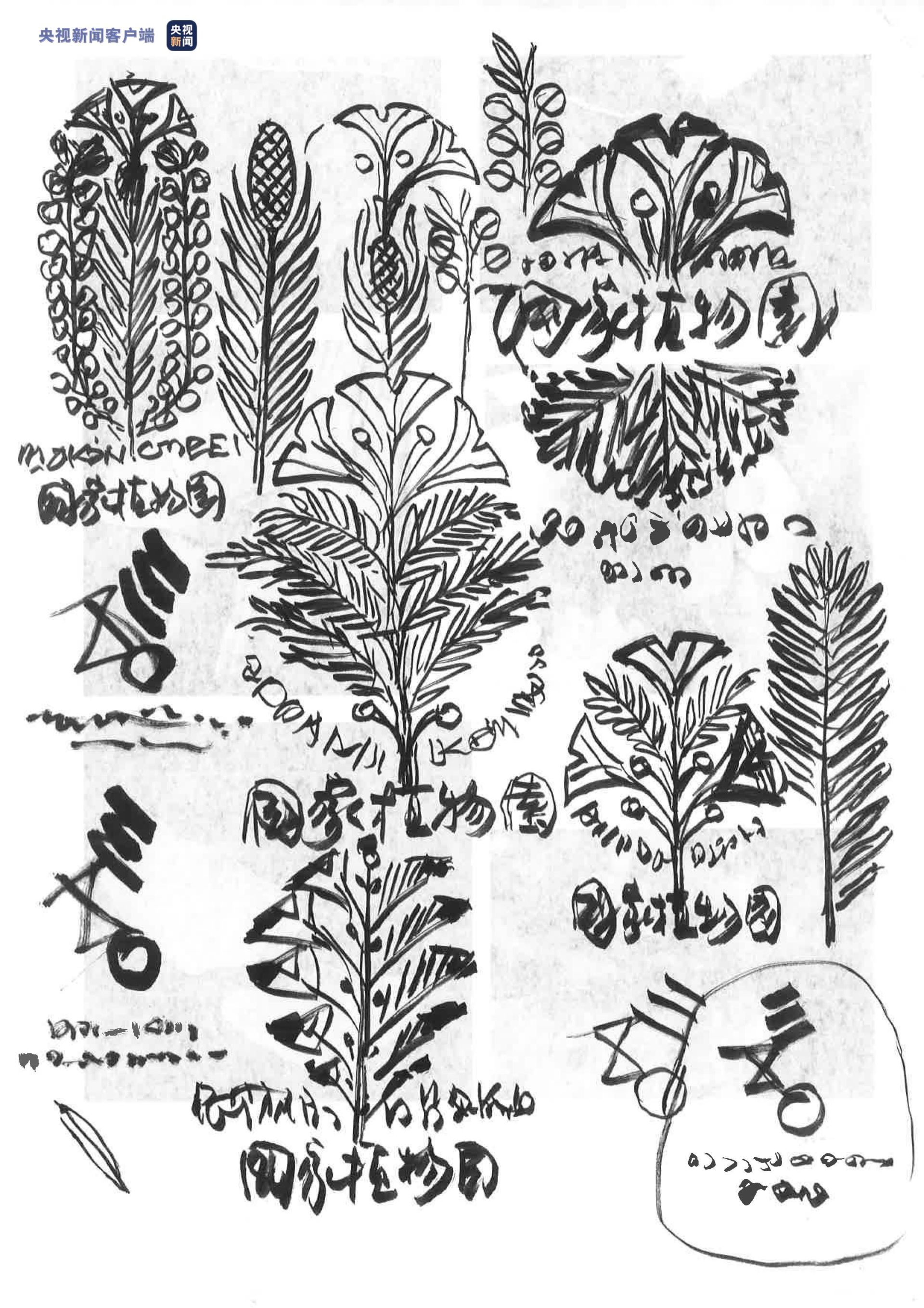 银杏水杉国家植物园标志设计方案大揭秘