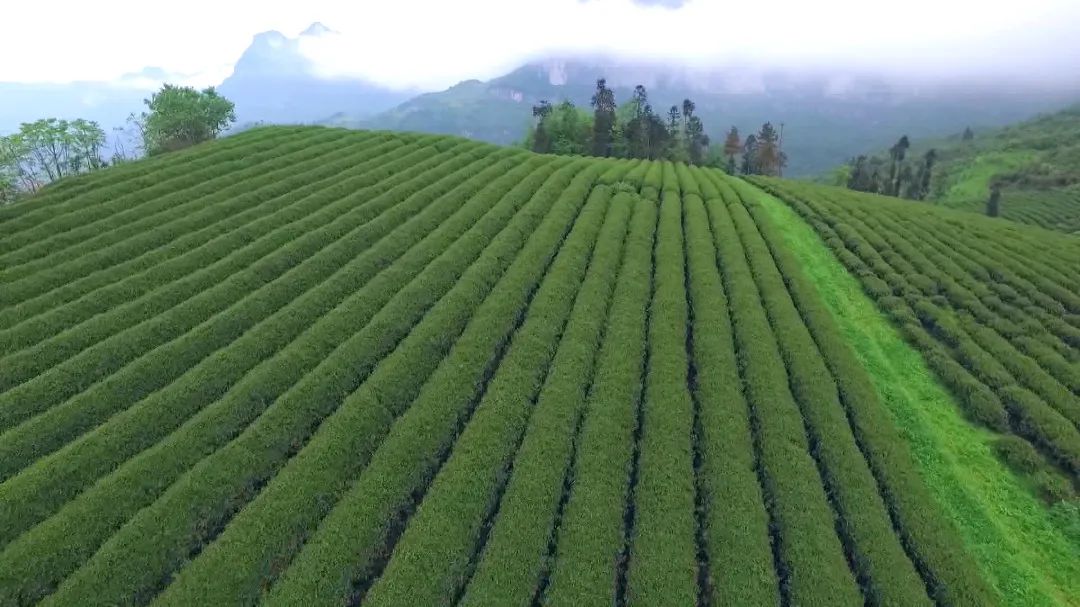 最美湖北茶园唐崖土司城里的白富美唐崖茶