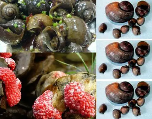 长江云 - 湖北网络广播电视台官方网站