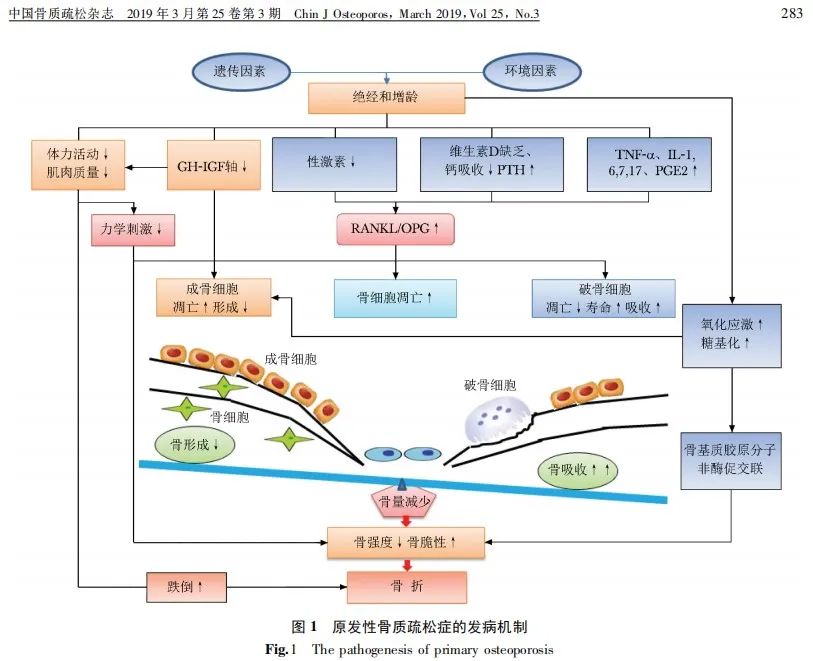 中國乳腺癌的發病高峰在更年期,此期間女性體內雌激素水平下降明顯,骨