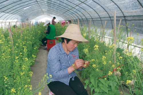 台湾农友种苗基地开发培育富钙,富硒和降压,减肥,美容类蔬果优良品种