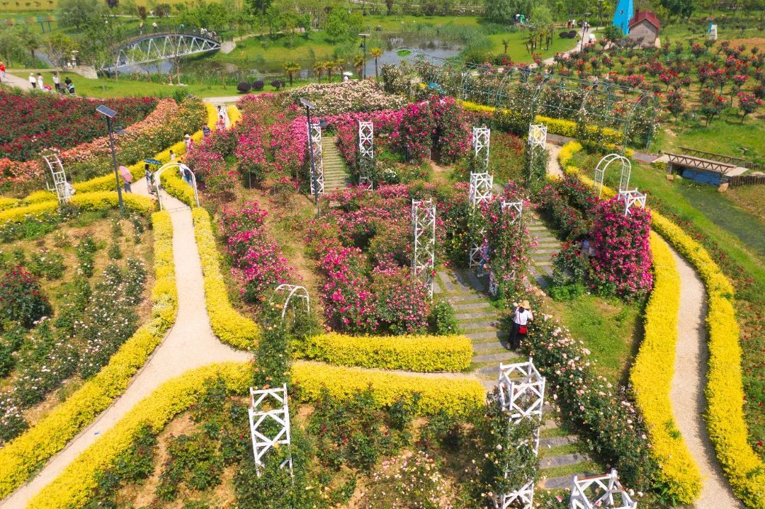 瑞典女王,藤彩虹等80余个品种,10万余株的玫瑰,月季,主要分布在玫瑰园