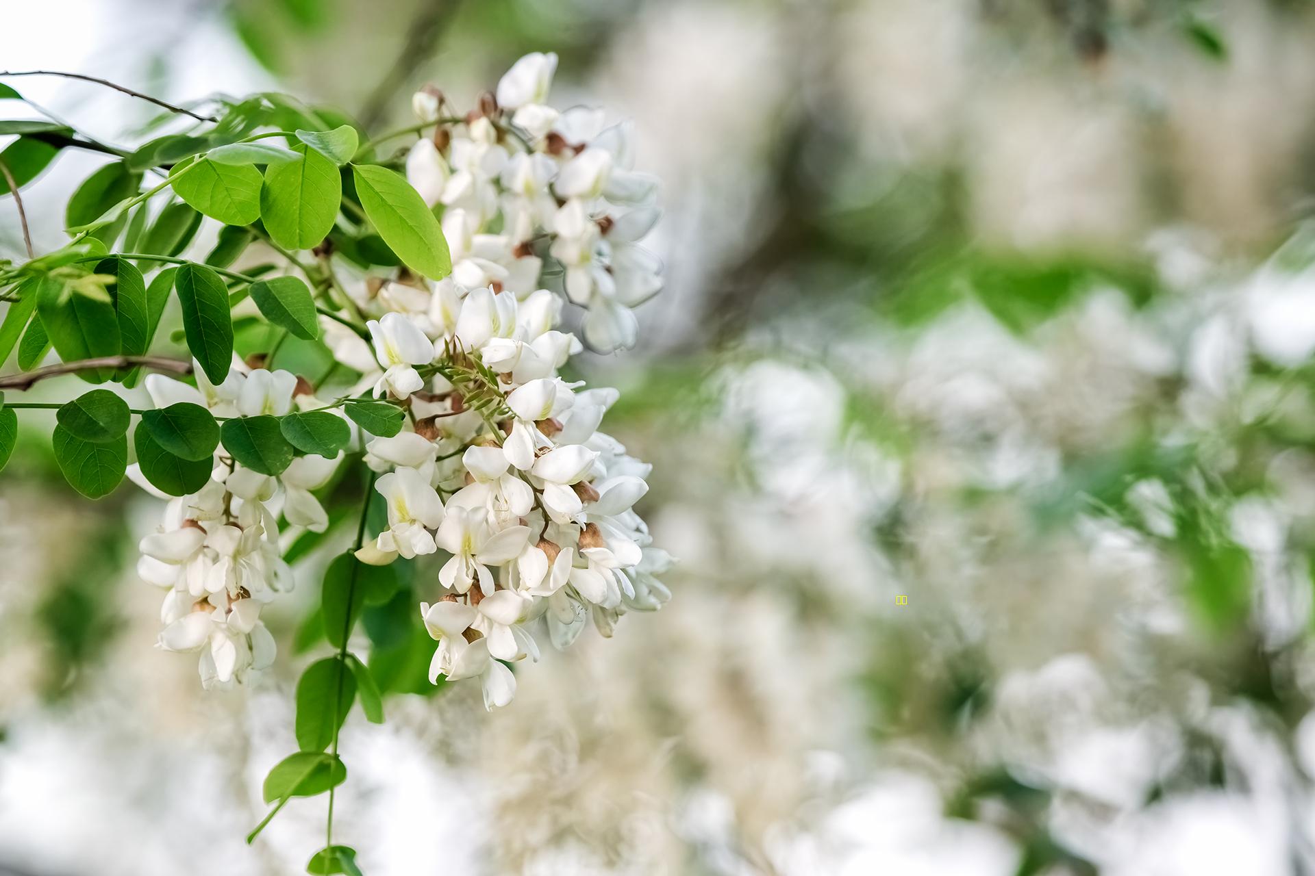 人间四月槐花香