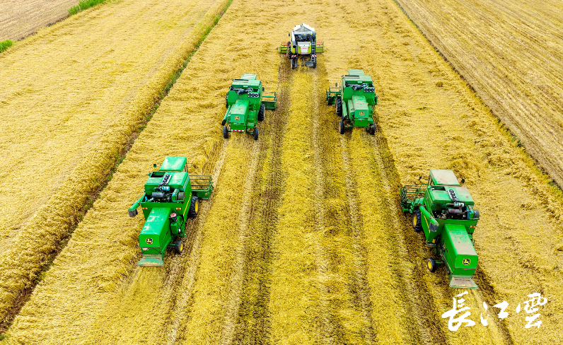 宜昌当阳国营农场小麦及油菜收割全部实行机械化