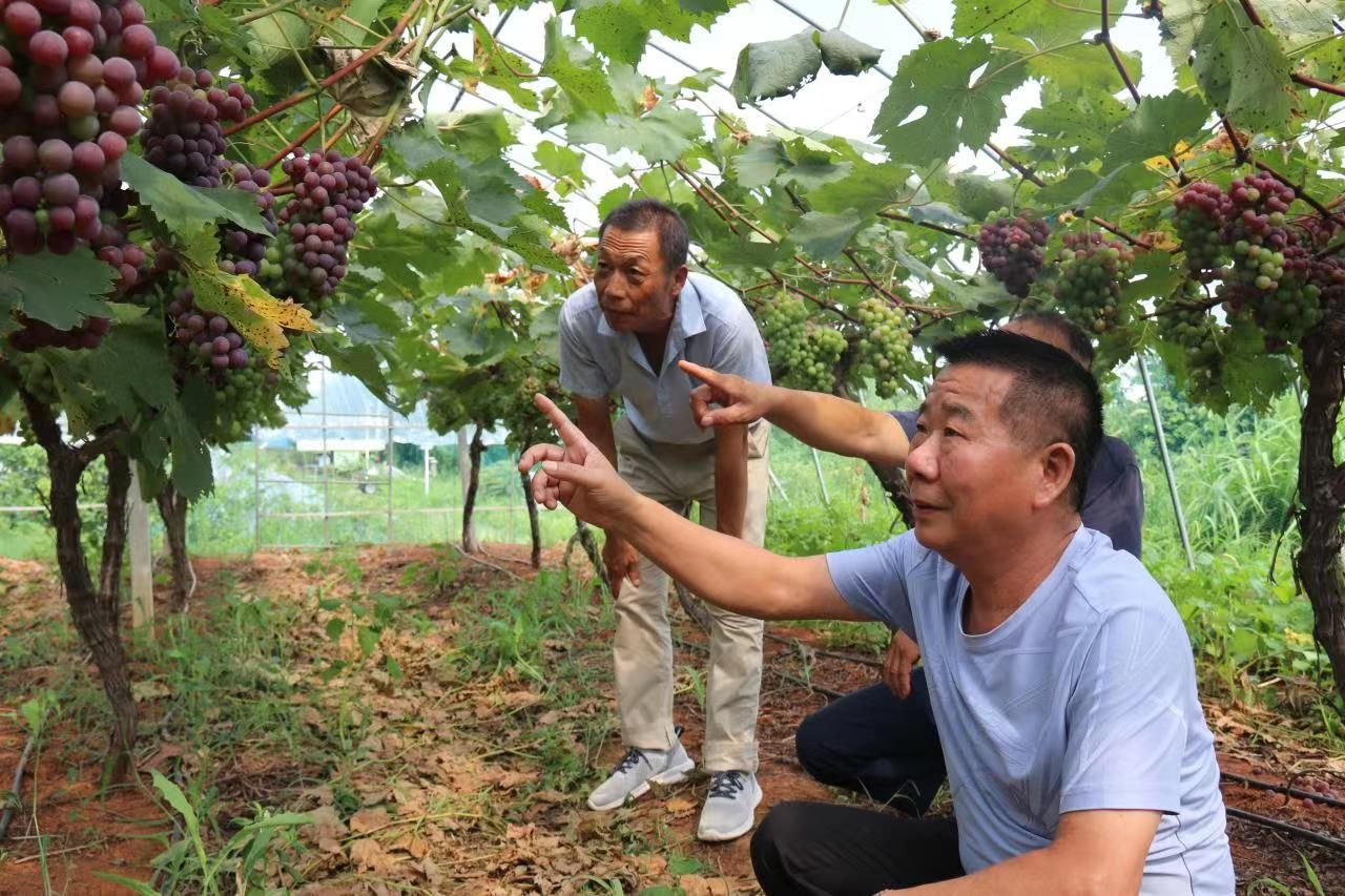 记江夏区第六届人大代表胡涛 