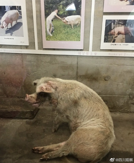 纪念512猪坚强标本首次展出