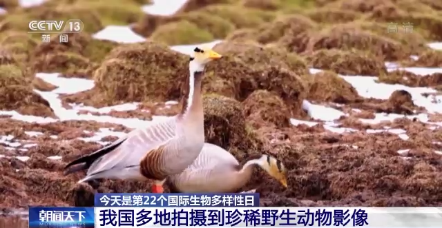 多種珍稀野生動物頻頻亮相 我國生物多樣性保護取得明顯成效_長江雲