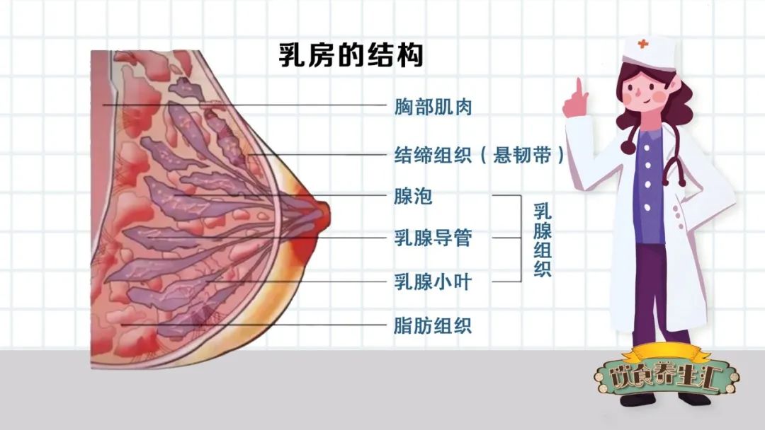 乳腺增生B超图片图片