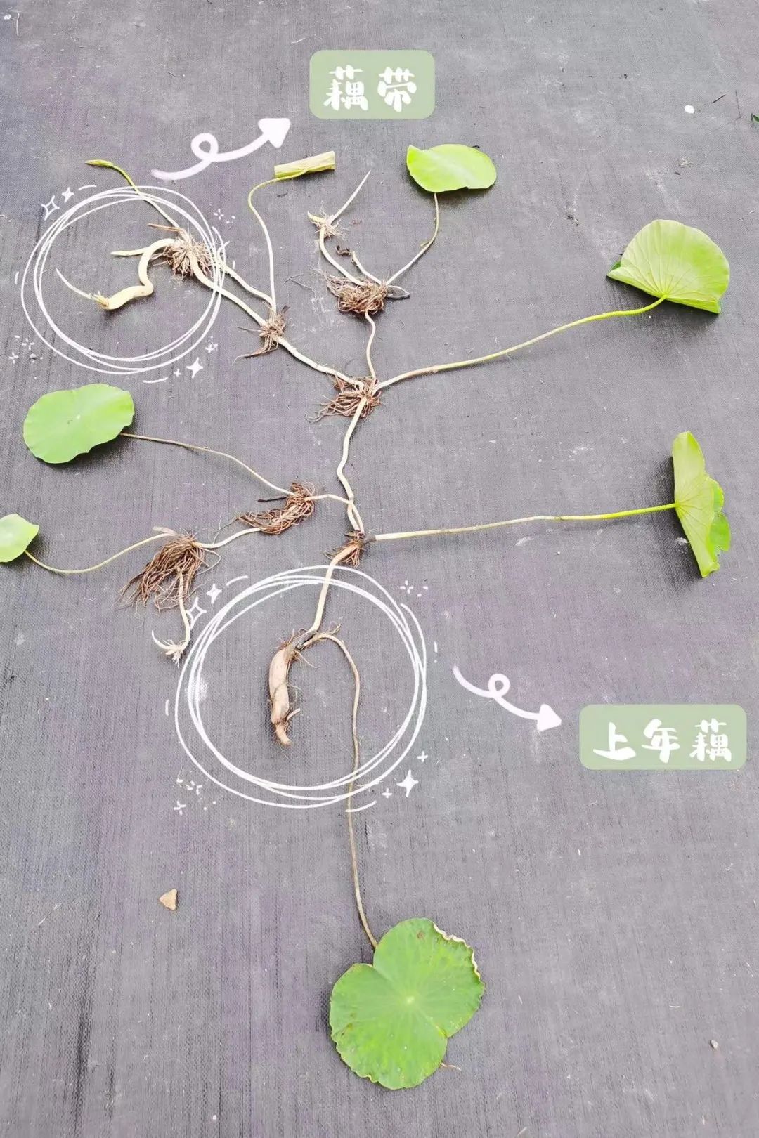 ▌王宁迪 摄每年观赏荷花荷叶的时候,水底其实都没有藕.