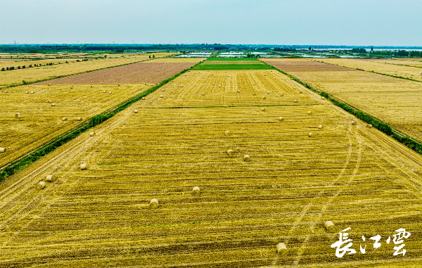 宜昌当阳国营农场小麦及油菜收割全部实行机械化