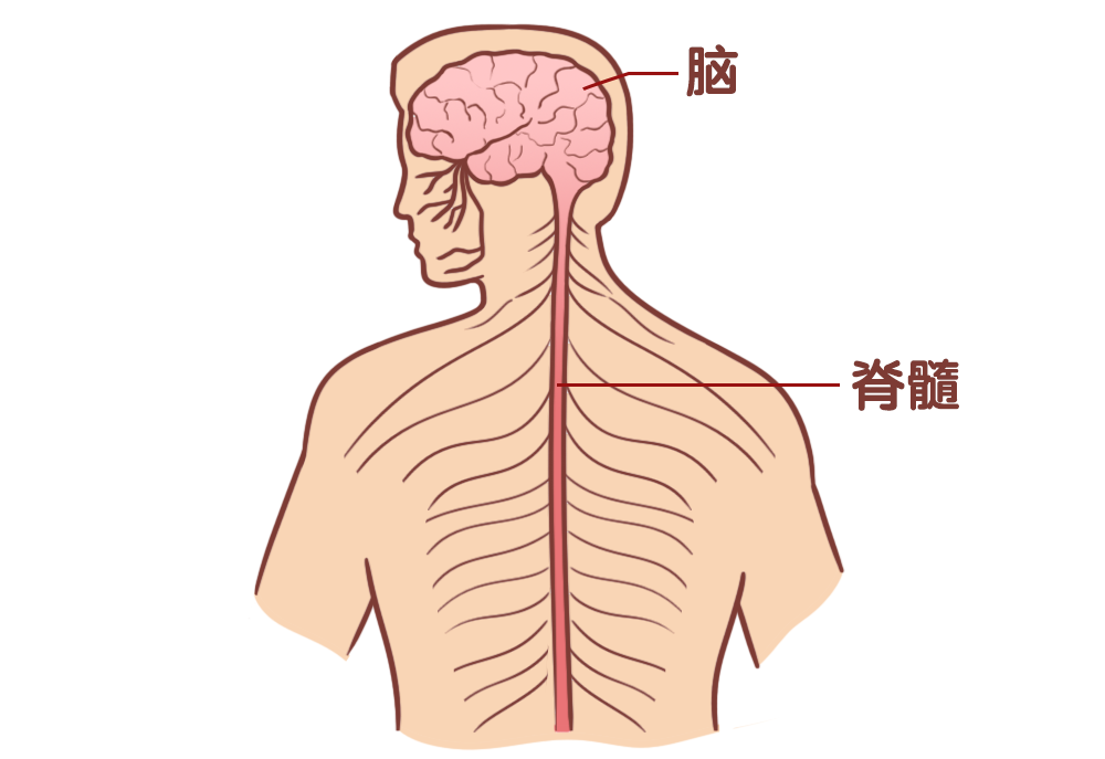几乎承受不来任何挤压[2]脑和脊髓很脆弱但它却守护着大脑安全相当于