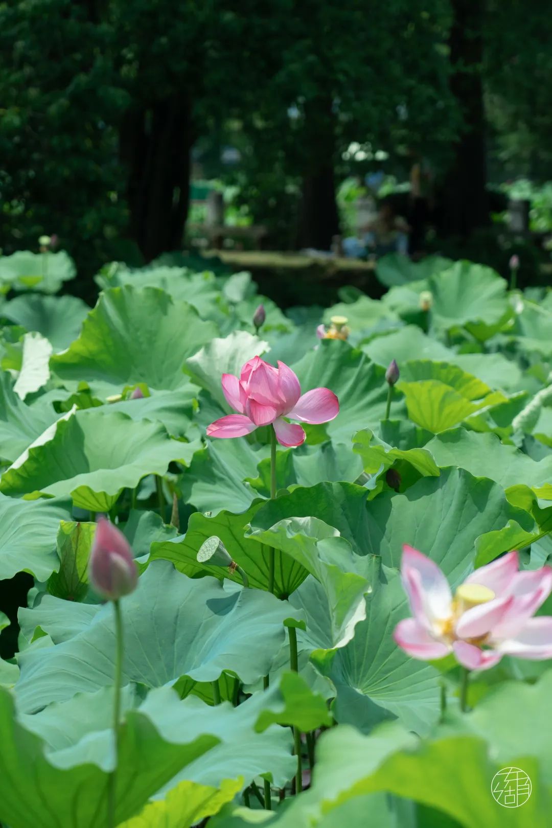 夏天风景图真实图片