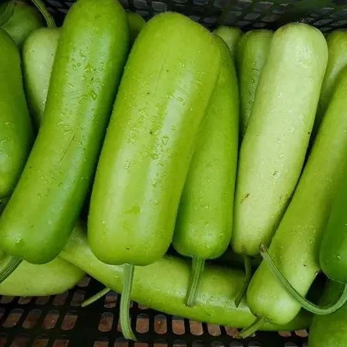 警惕这些蔬菜变苦有毒很多人爱吃