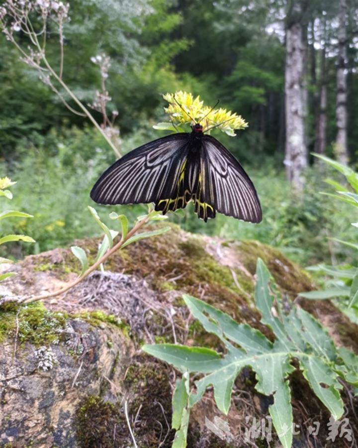 最美蝴蝶现身湖北神农架林区首次发现金裳凤蝶