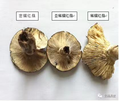 危險劇毒野生菌不止紅傘傘白杆杆