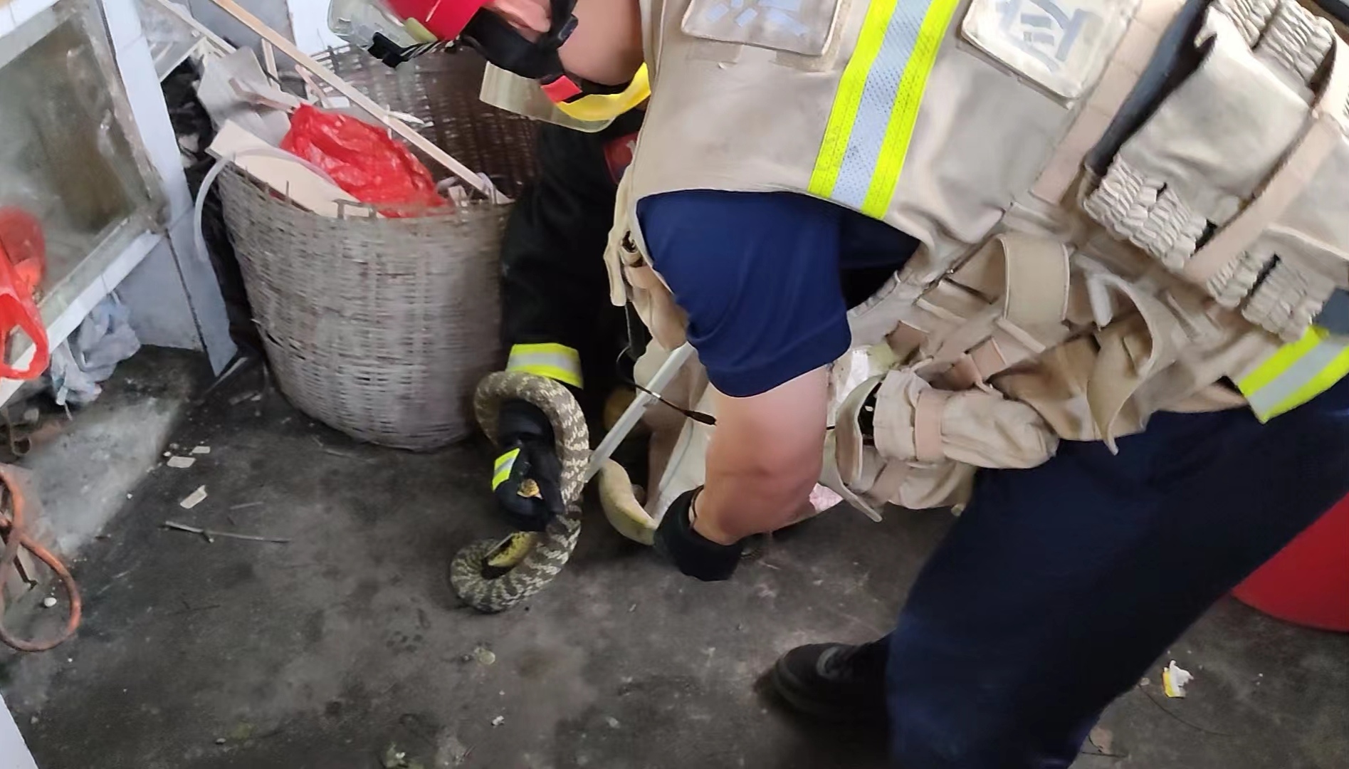端午时节蛇出没谷城消防员灶台上擒长虫