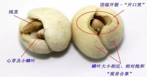 川贝母您买对了吗