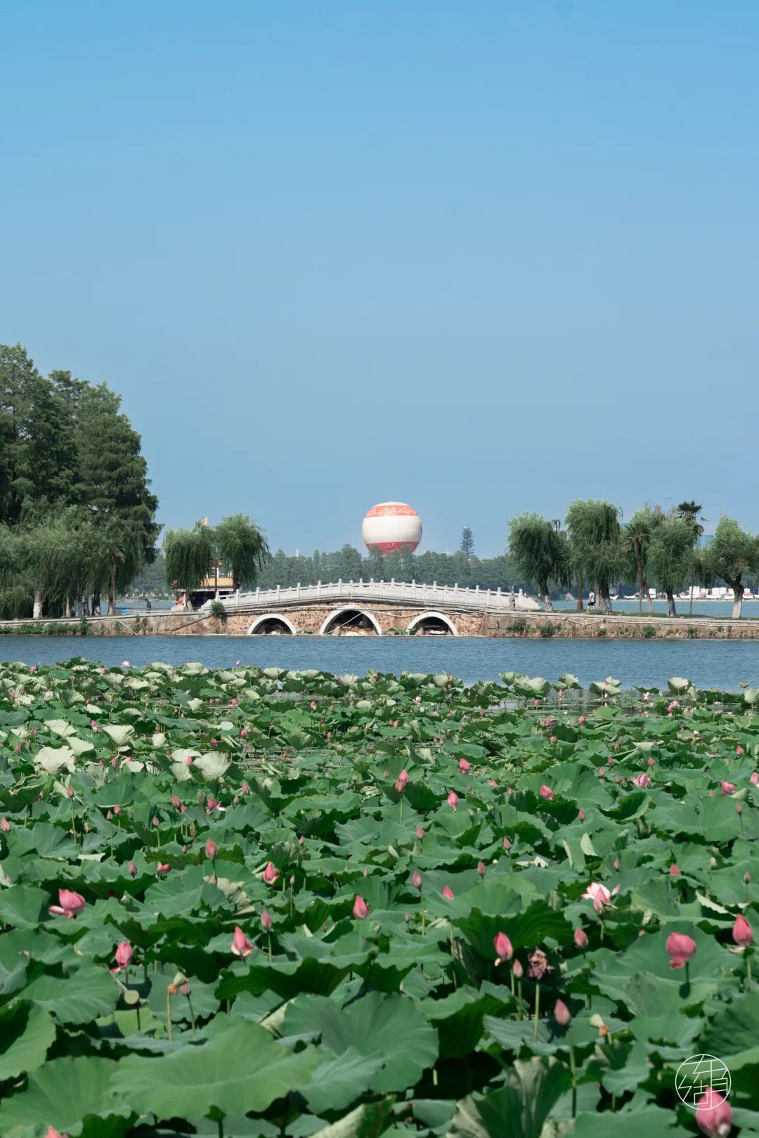 东湖第一波荷花上新夏日顶流等你打卡