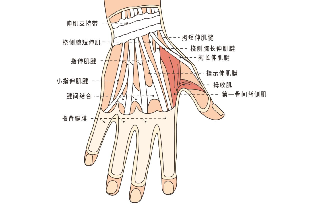 手腕肌腱解剖图片