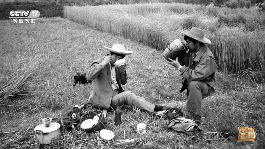 今天农机称霸麦田但我们也不会忘记曾经麦客的身影