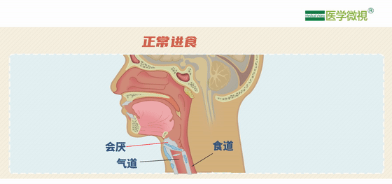 喉咙气管和食道图片图片