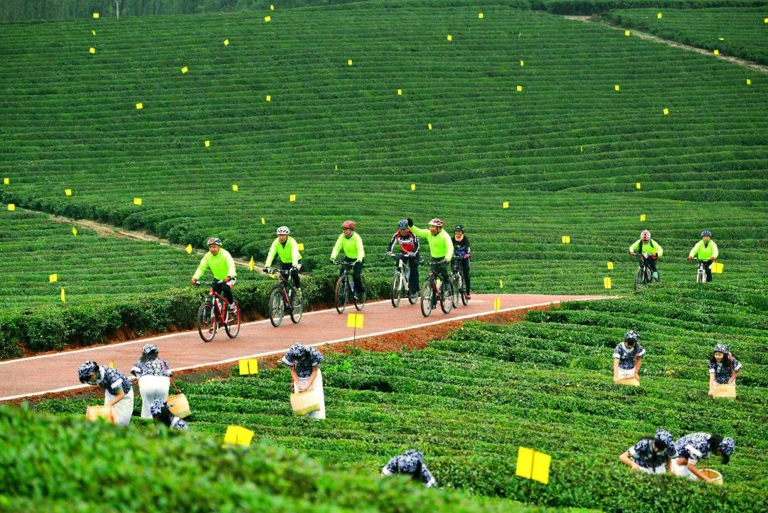 7月,鹿島公園,恐龍世界等七大特色主題樂園活力全開;萬畝茶園夢幻秘境