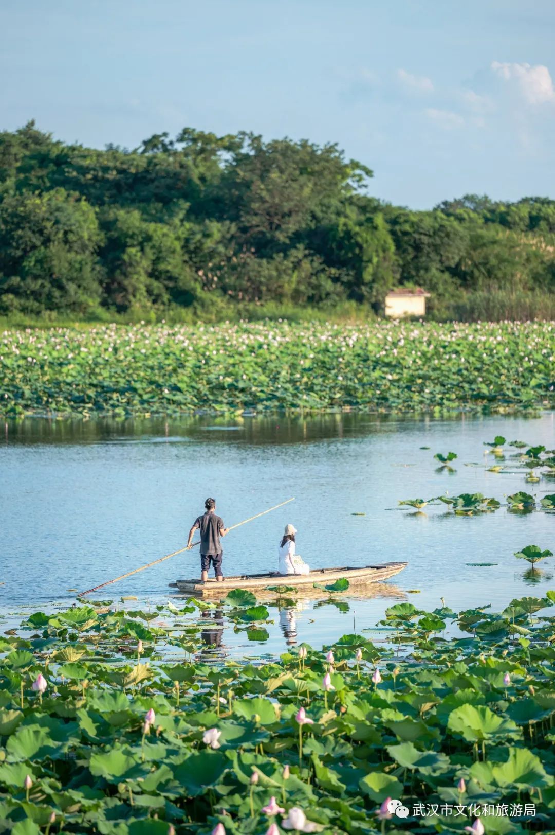 万亩荷塘好看吗武汉江夏跟我走