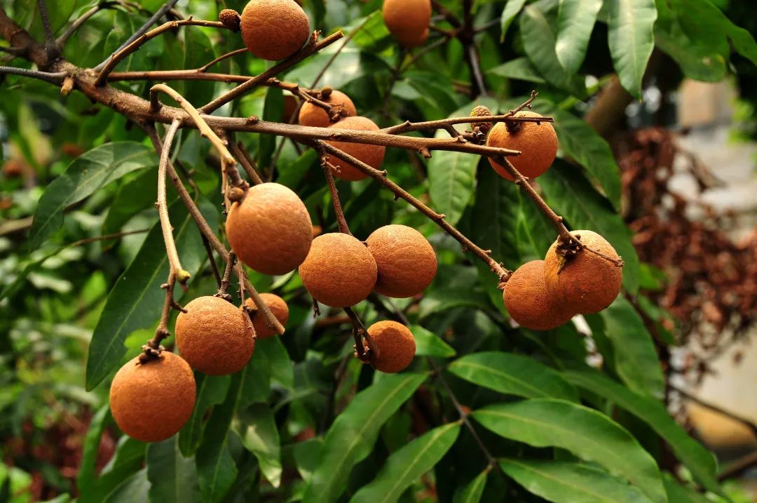 龙眼营养价值高补血补气还能安心凝神但这几种人不适合吃