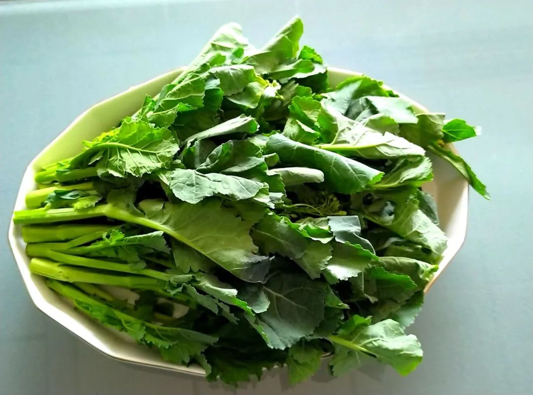 湖北研发板蓝根青菜来了