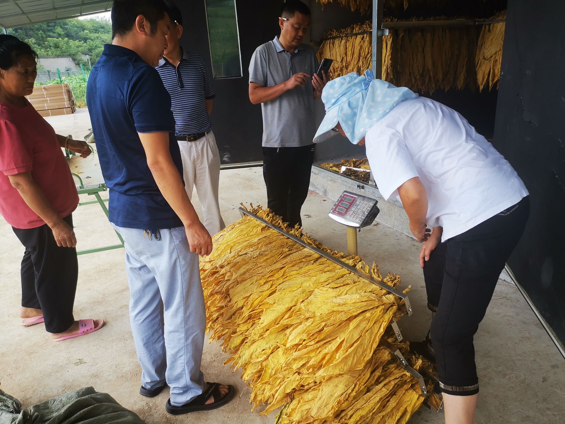 "据悉,2022年黄粮镇共种植烟叶8600亩,预计收入3100万元.