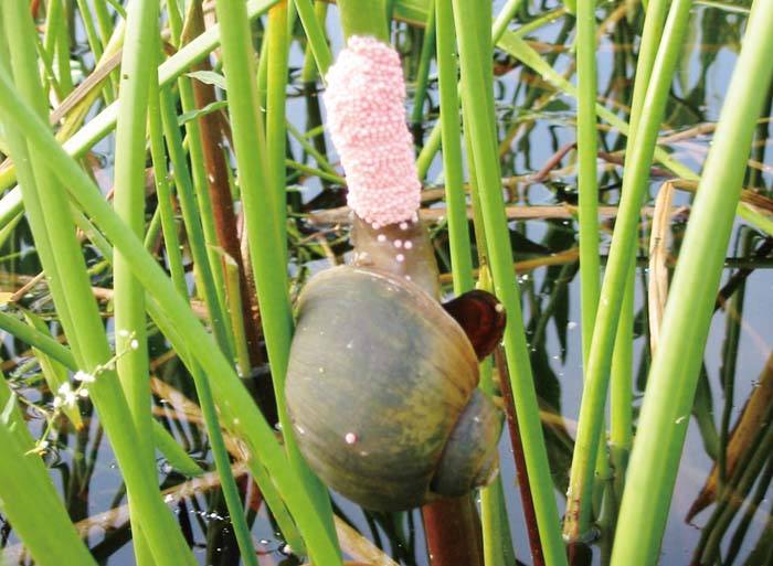 注意入侵物种福寿螺骚扰江城水生植物