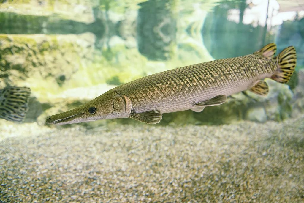 多地发现怪鱼鳄雀鳝它究竟什么来头