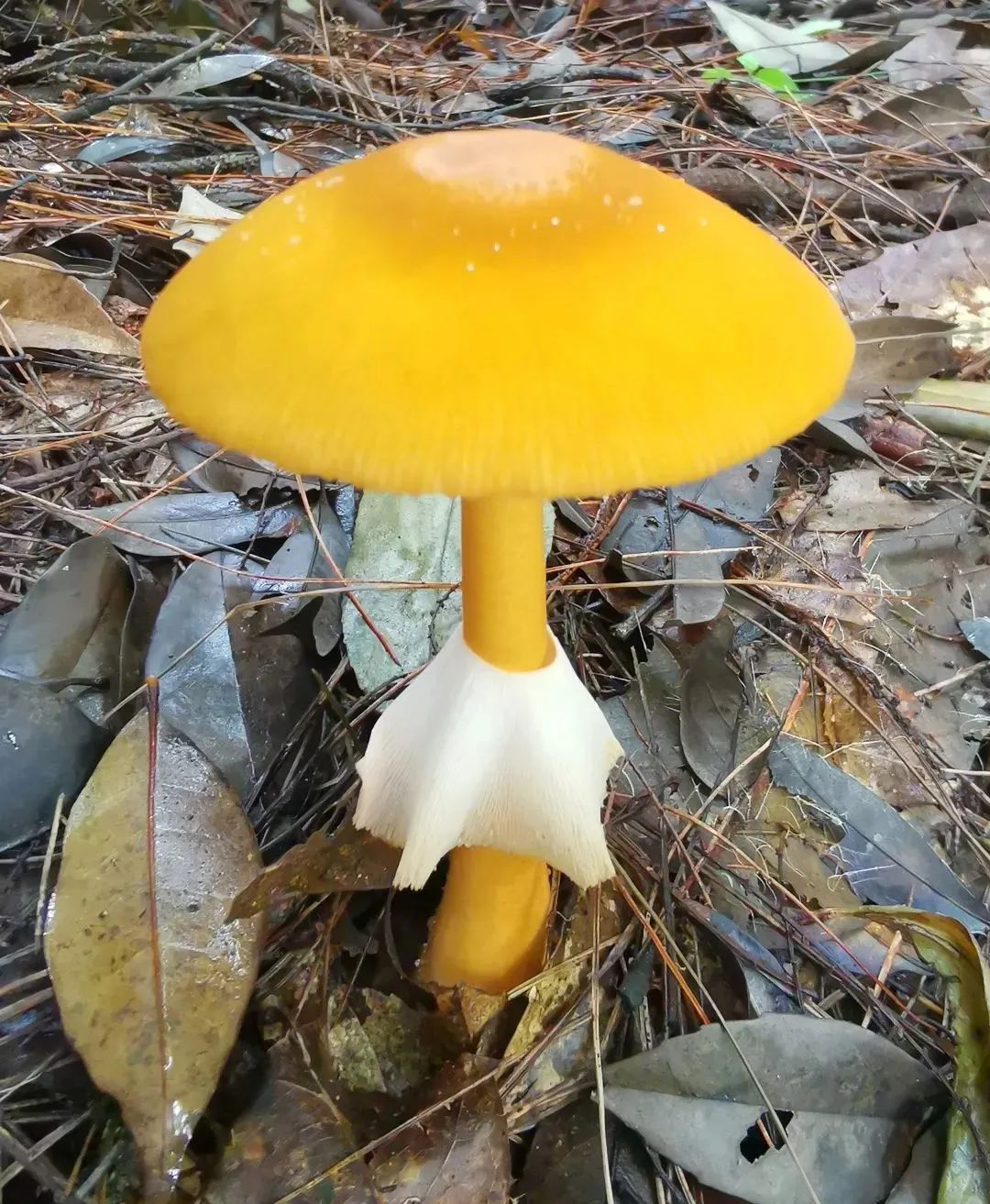 土红鹅膏认清你了