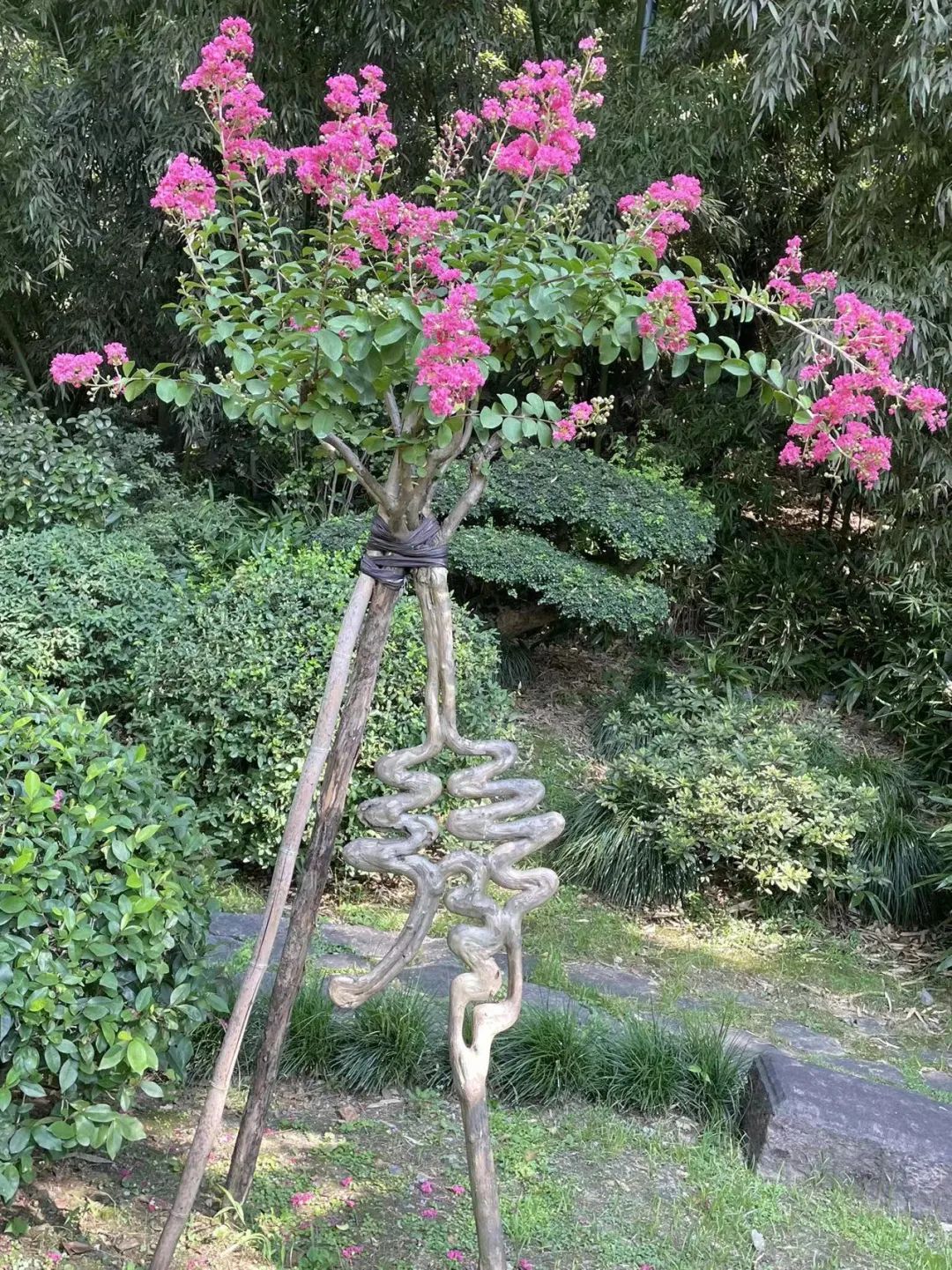 一株被盘成"寿"字的紫薇.
