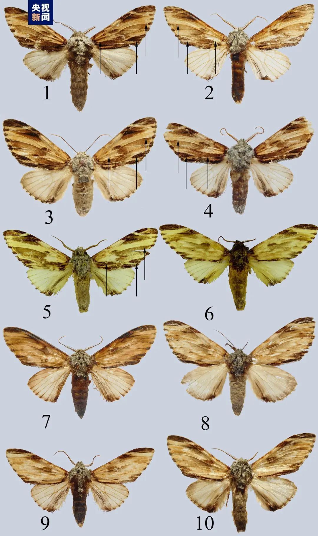 璞云舟蛾形态特征图.
