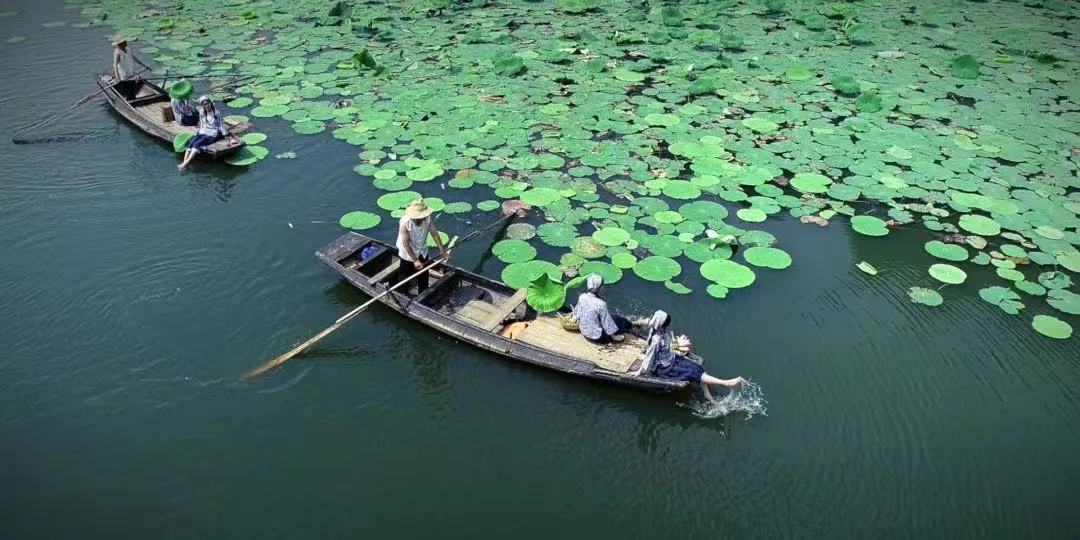 洪湖莲藕    清甜可口提到湖北味道,你会想到哪些宝藏好物?
