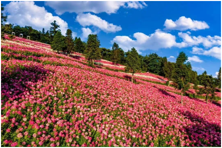 巴东森林花海介绍图片