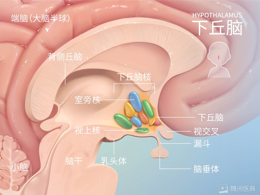 下丘脑体温调节中枢图片