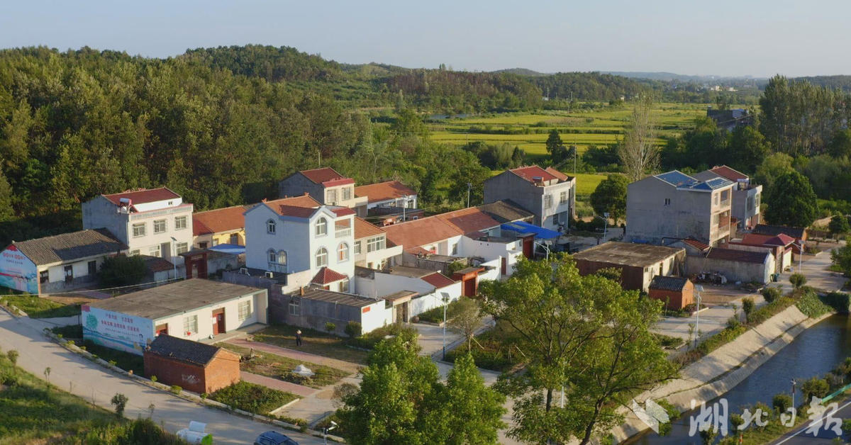 广水市观音堂村菊花满山岗荒山披绿装