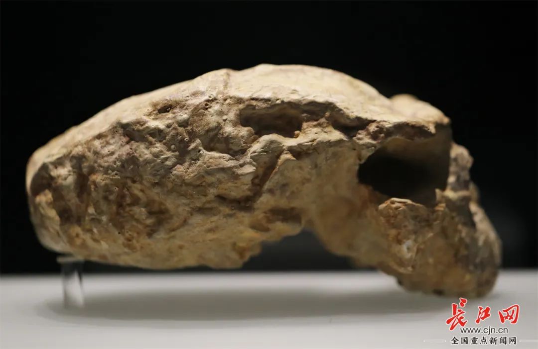 巫山人化石图片