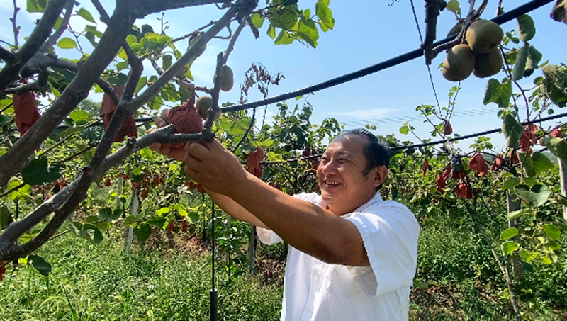 宜城刘猴镇新垱村猕猴桃喜获丰收