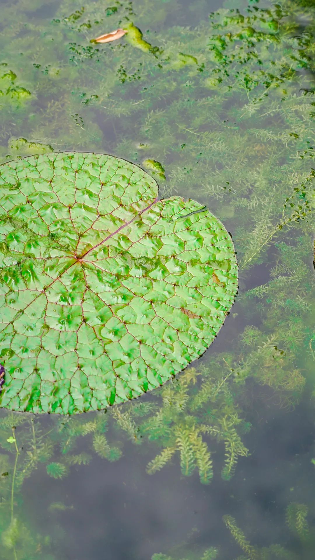 水生植物照片图片