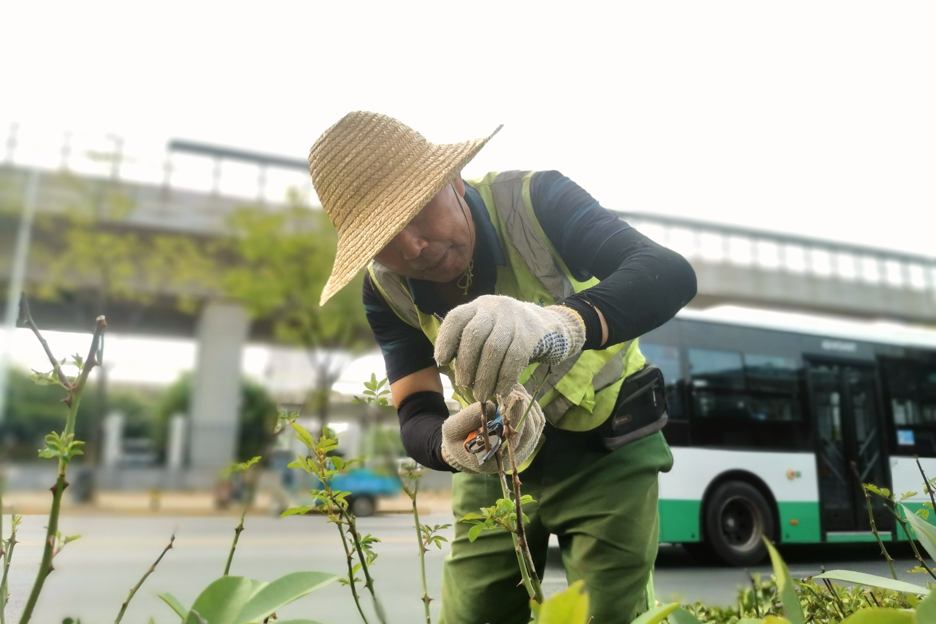 暑氣漸消旱未歇武漢市洪山區園林局多舉措保苗護綠