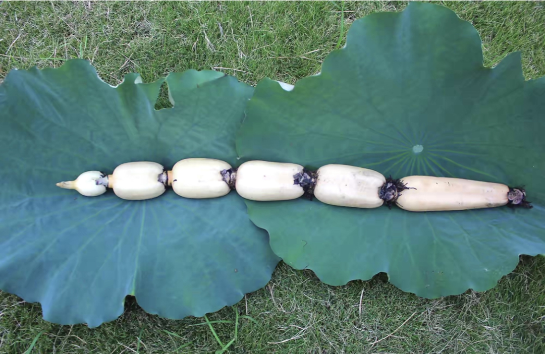 汉川莲藕成链链出30亿级产业集群