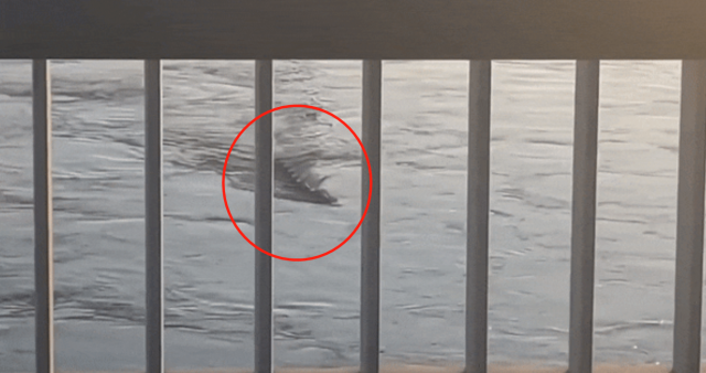 韩国民众在汉江拍到水怪长达10米游泳灵活自如