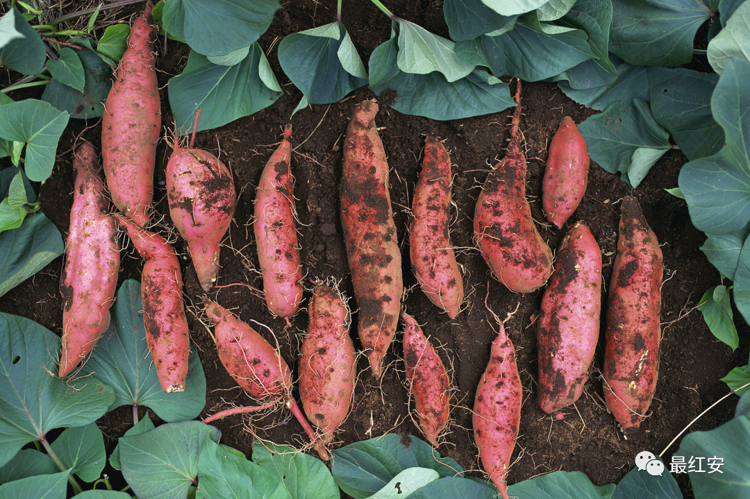 长江云 - 湖北网络广播电视台官方网站